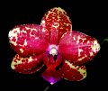 Phal. Bright Morning Star 'Angel Orchids No. 1'